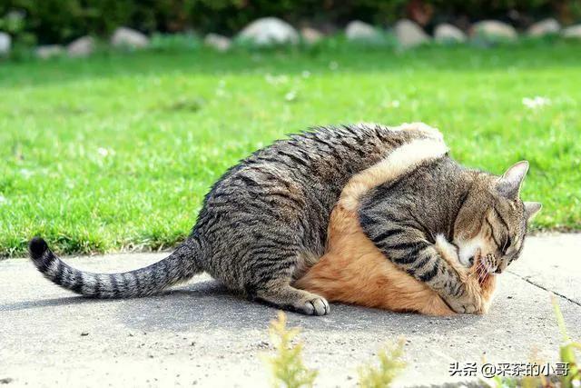 猫科动物:猫科动物的“躺地拳”有何精妙之处？什么情况下会使用？