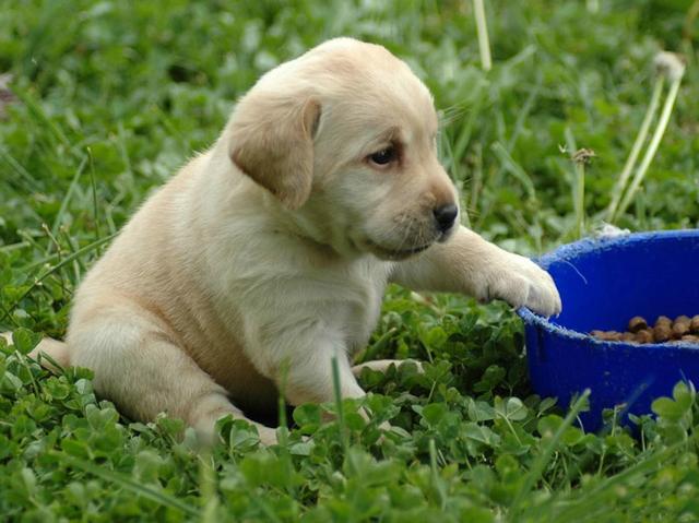 五个月的金毛吃什么狗粮好:领养的金毛不知道多大怎么买犬粮？