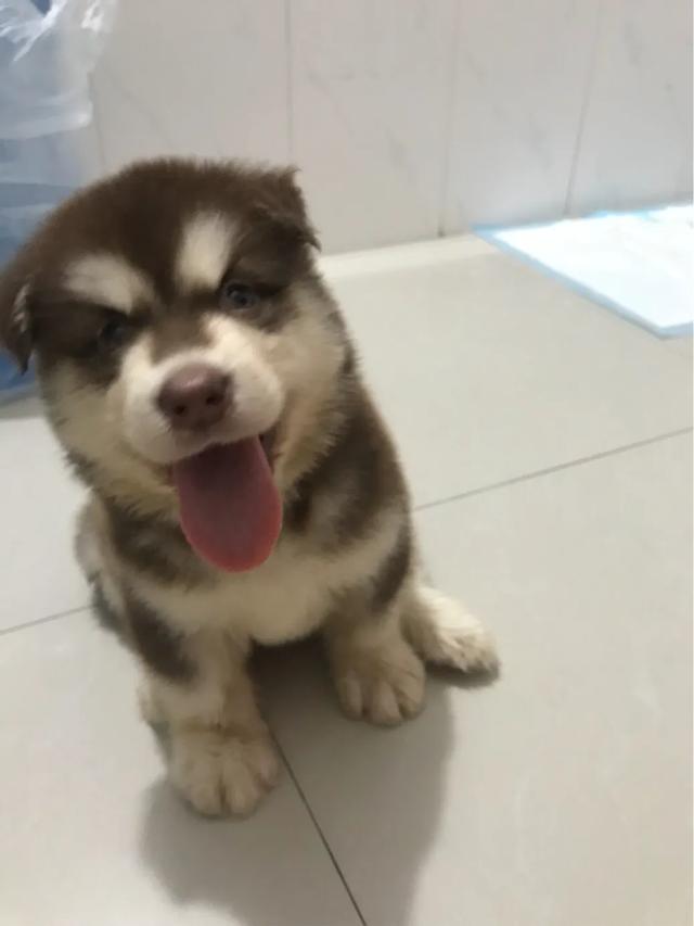 2个月小狗上吐下泻:2个月的金毛幼犬上吐下泻吃什么药？