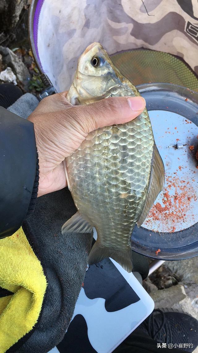 通心粉鼠对温度的要求:垂钓三月轻口鱼小技巧有哪些？