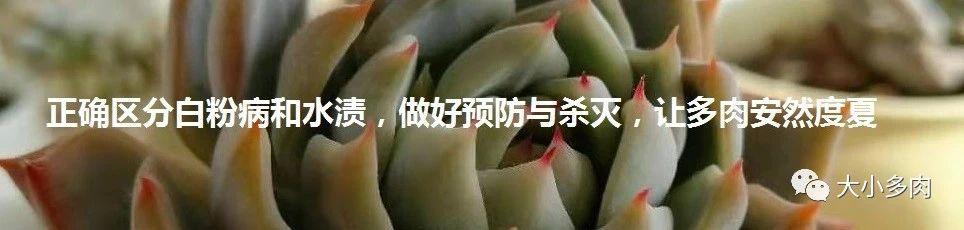 虹之玉叶片:请问这盆虹之玉茎杆上是怎么了？该怎么办？