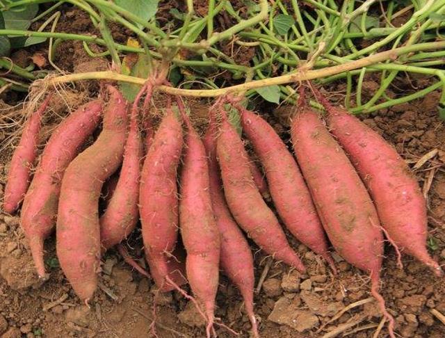 头条问答 - 土豆与红薯哪个产量更高,更容易种植,对环境的要求更低