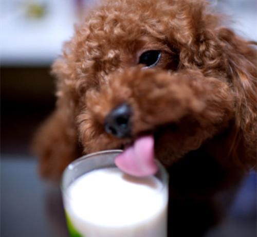 狗狗为啥不能喝酸奶，狗狗能喝牛奶吗喝牛奶会过敏吗