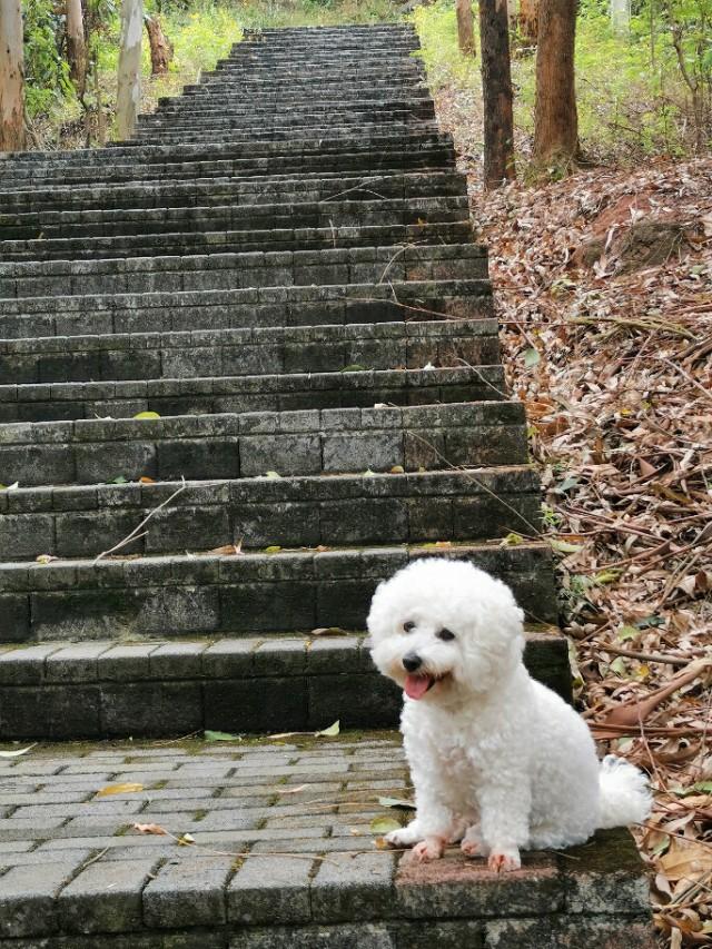 狗狗全家福:晒晒你家的狗子照片或者猫咪照片怎么样，让大家看看可爱不？ 狗狗全家福简笔画