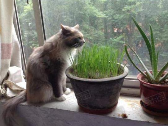 猫草:化毛膏和猫草有什么区别？
