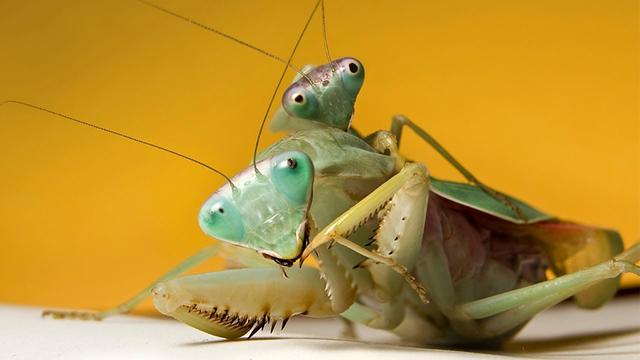 螳螂为什么会吃配偶，农村野外树林里，为啥雌螳螂交配时候要吃掉公螳螂