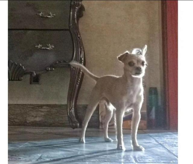 查理士王小猎犬图片小时候:这只小狗是什么品种？品相如何？