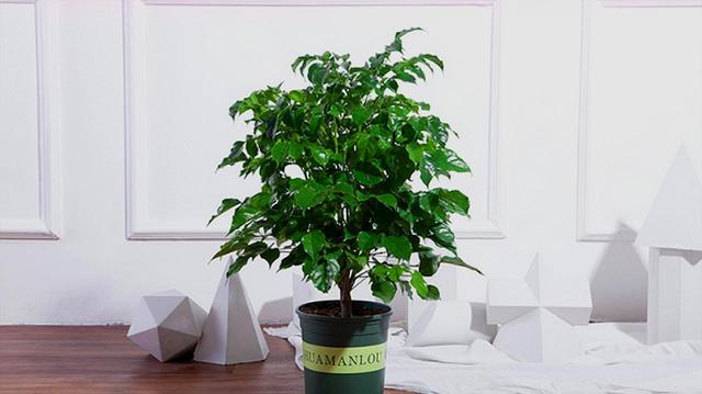 水培平安树的养殖方法和注意事项:室内移植的平安树，夏天多久浇一次水？