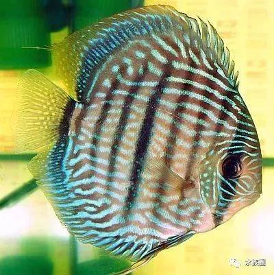 燕子美人会跳缸吗:什么小型热带观赏鱼适合原生鱼缸养？