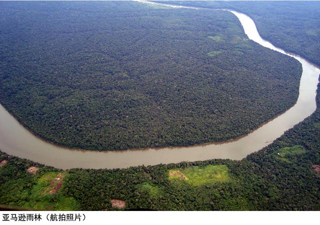 亚马逊莫拉氏鳄的基本信息:为什么没人救火亚马逊热带雨林？