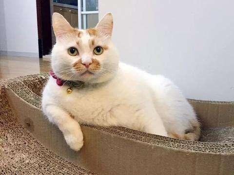 日本猫岛的猫可以抱走吗:自己家养的猫咪被猫贩子抓了怎么办？