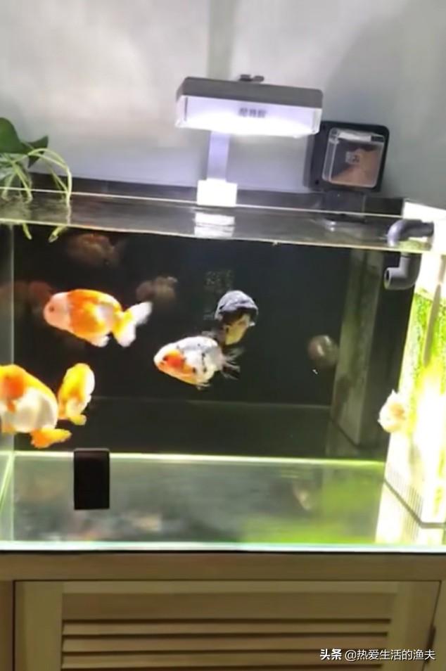 古牧价格底缸 滴流:开缸一个星期，放了硝化细菌，一直爆氧，为啥水变的这么混浊？ 古牧的价格