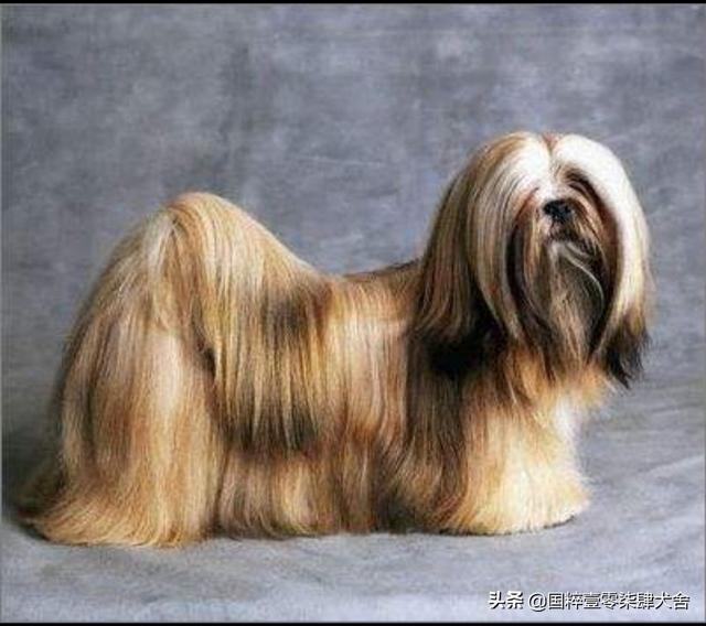 你知道中国名犬有哪些吗?-惠修网