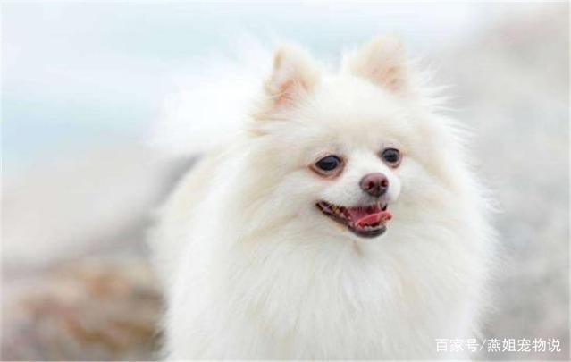 大型宠物犬品种大全及图片:哪些狗狗的命够长、够硬？