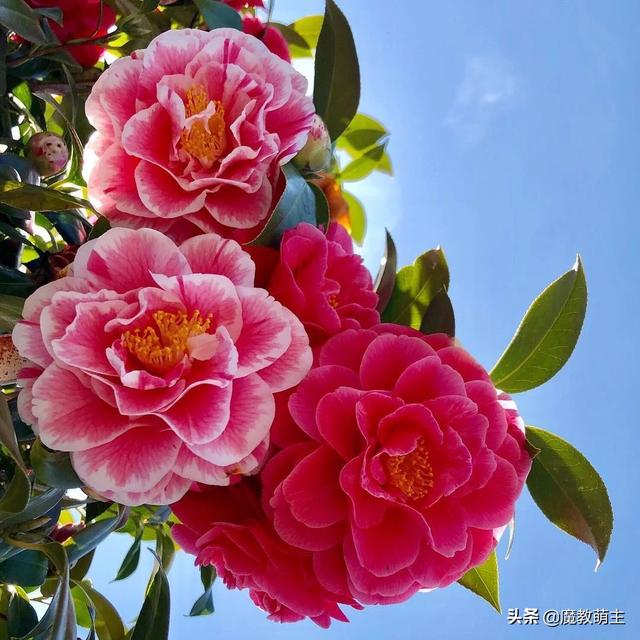 为什么有些中老年女人微信头像用花啊