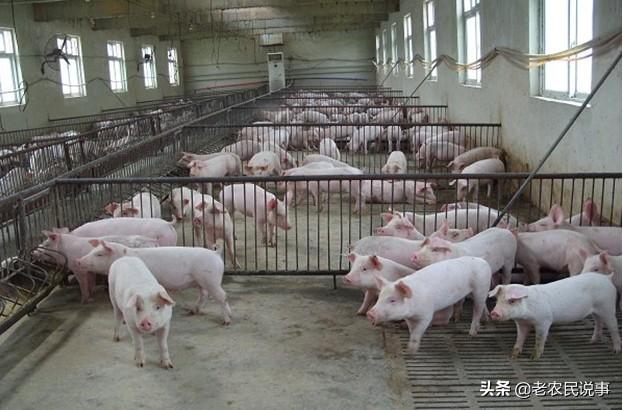 贵州微型猪:近期发生在贵州的非洲猪瘟疫会不会传染人和其他动物？ 微型猪品种