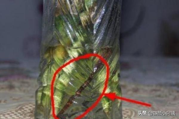 富贵竹的种植方法及注意事项:水养富贵竹养殖方法与注意事项？