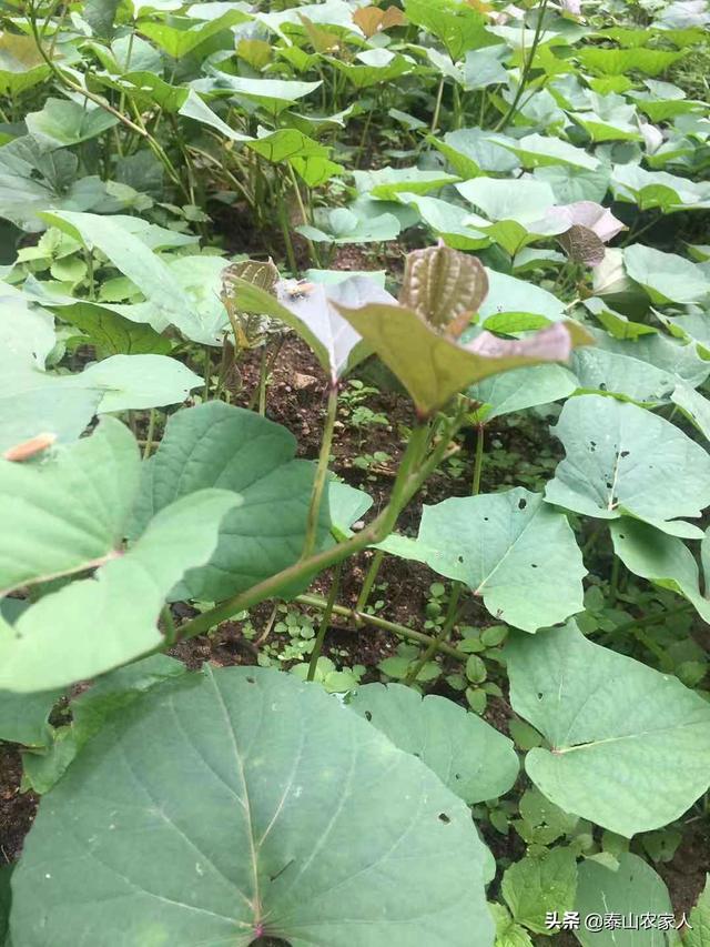 新藤惠美:谁能告诉我！地瓜蔓到底应不应该翻，翻了究竟增产还是减产？