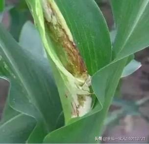 软腐病:为什么温度低于20度了，兰花还会出现茎腐和软腐病？