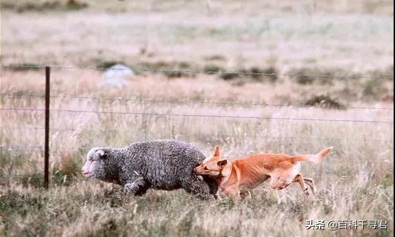 澳洲野犬分布在中国:澳洲野狗和中华田园犬那么相似，它们之间有联系吗？