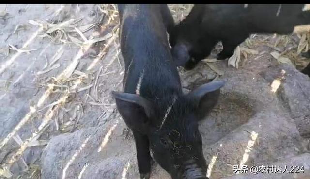 猪传染性胃肠炎:猪传染性胃肠炎的症状与治疗 猪呕吐腹泻不怎么吃食怎么办？育肥猪？