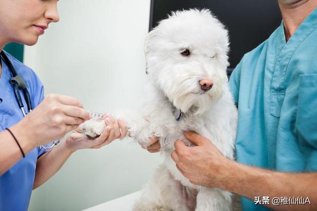 狗狂犬疫苗副作用:给狗打了狂犬病疫苗，能保证狗不得狂犬病吗？为什么？