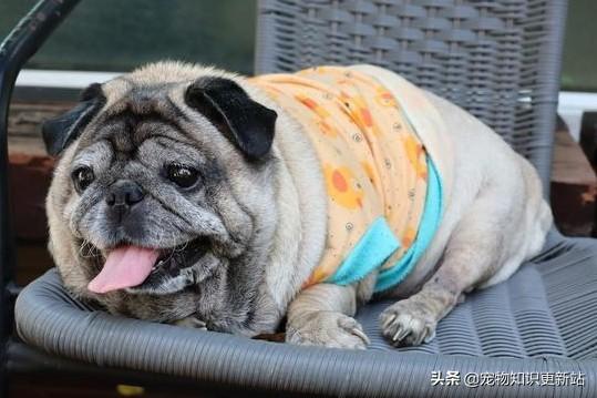 上海巴哥犬论坛:养巴哥犬的人深有体会的烦恼有哪些？
