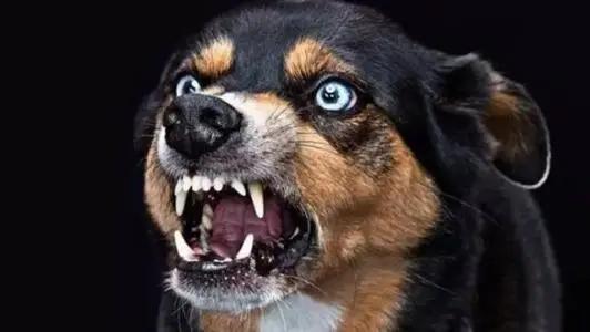 藏獒咬死主人:走路上被恶狗袭击，打狗头可以自救吗它的弱点在哪里
