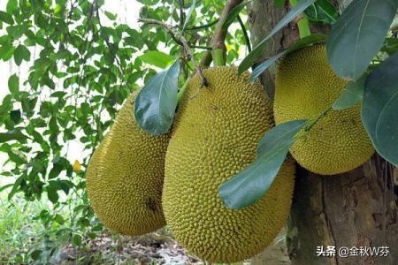 菠萝蜜有哪些品种受欢迎？口感如何？