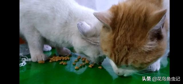猫吃了猫薄荷饼干吐了:家养的猫突然吐了，就是想吐吐不出来，一直再干呕，是为什么？