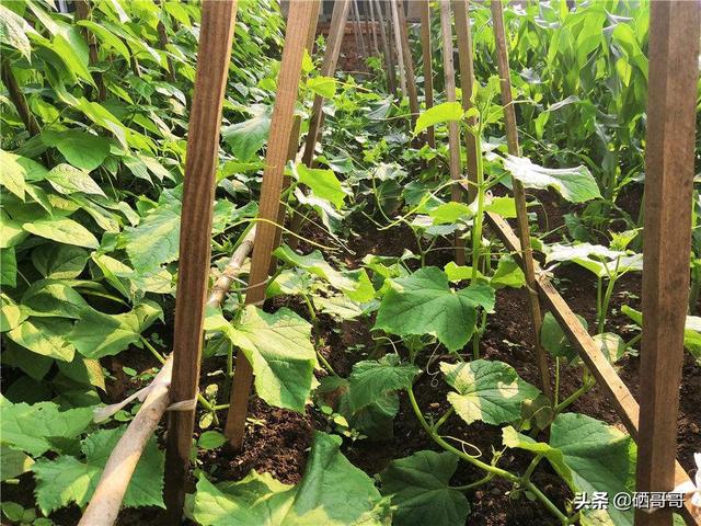 蜂鸟鹰蛾幼虫图片:小菜园里种的蔬菜生虫子，有不用打农药就能杀死虫子的办法吗？
