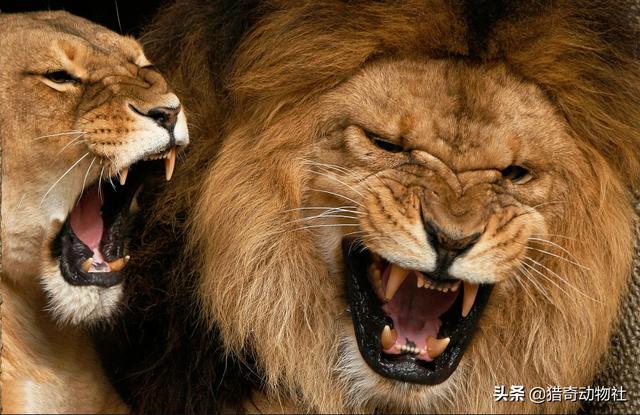 动物园安第斯山猫:陆地肉食动物排名靠前的都有哪些？