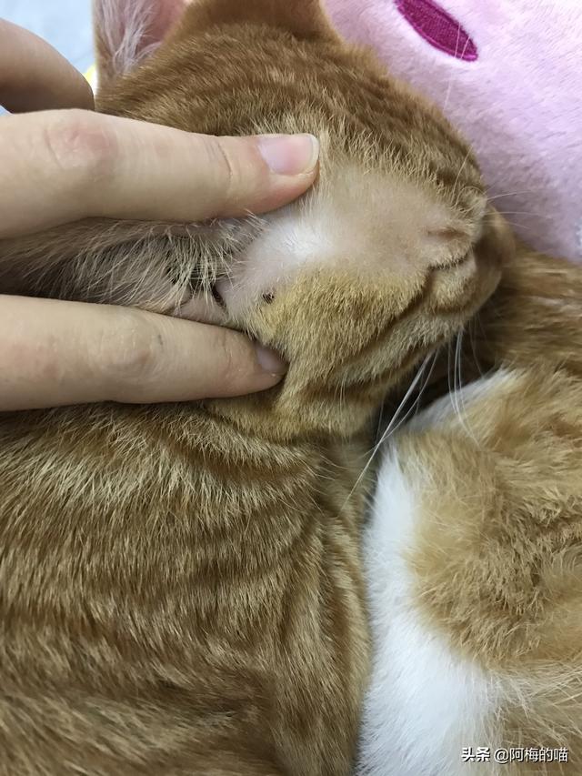猫癣初期症状图:猫咪长猫癣的初期症状，猫藓初期是什么样子的？