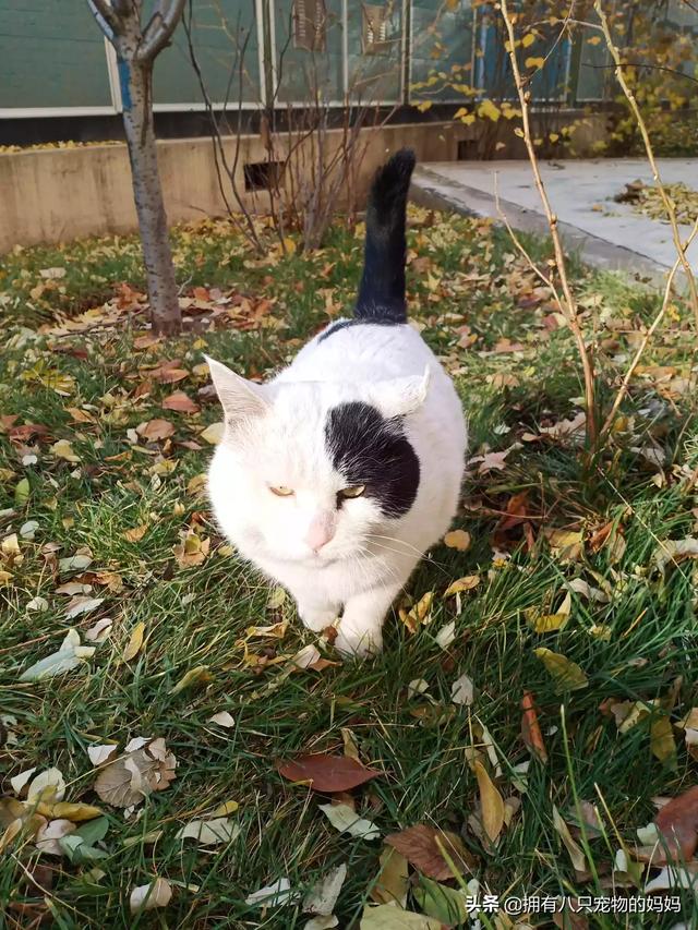 冀师傅天然猫粮怎么样:家里有很多只猫了，还要不要再收留流浪猫了？