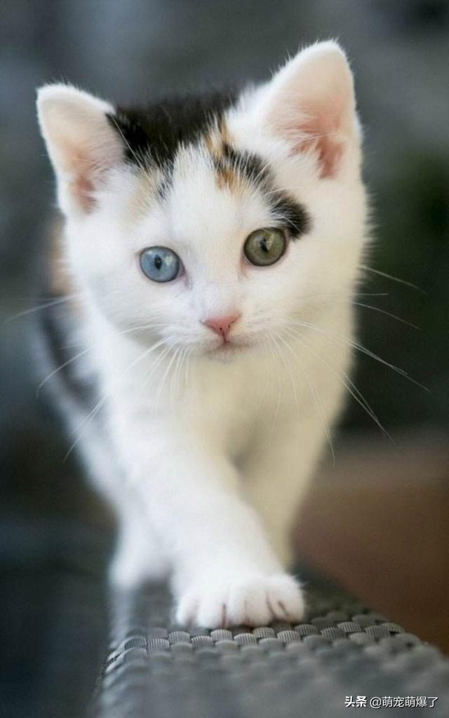 史上最全新手养猫指南:第一次养小猫咪，需要注意什么呢？