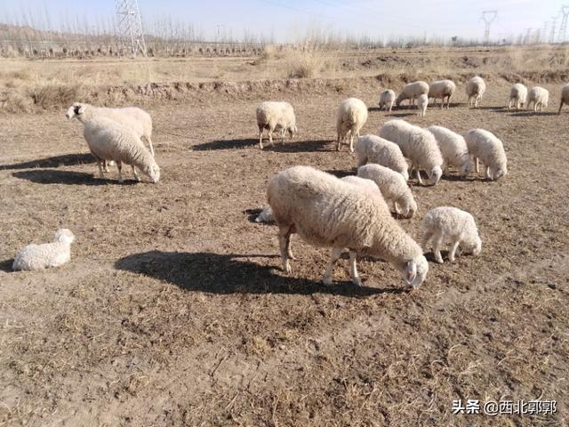 竹鼠图片:竹鼠图片 野生 有人说农村养殖竹鼠是骗局，到底是不是真的？