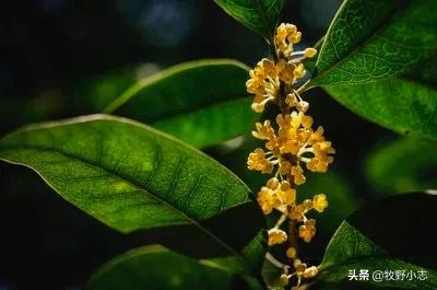 什么桂花开花时间长香味大？