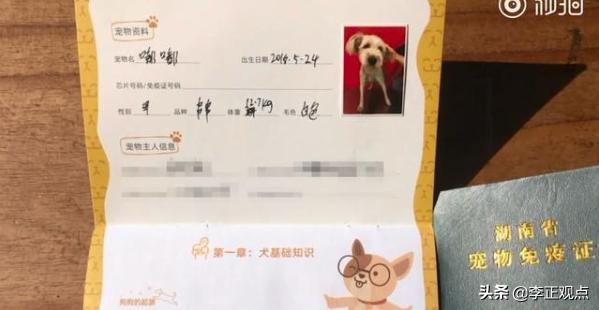 宠物志愿 全cg:宠物狗被当街用棍棒打死，狗主人称有犬证，不拴绳就可以打吗？