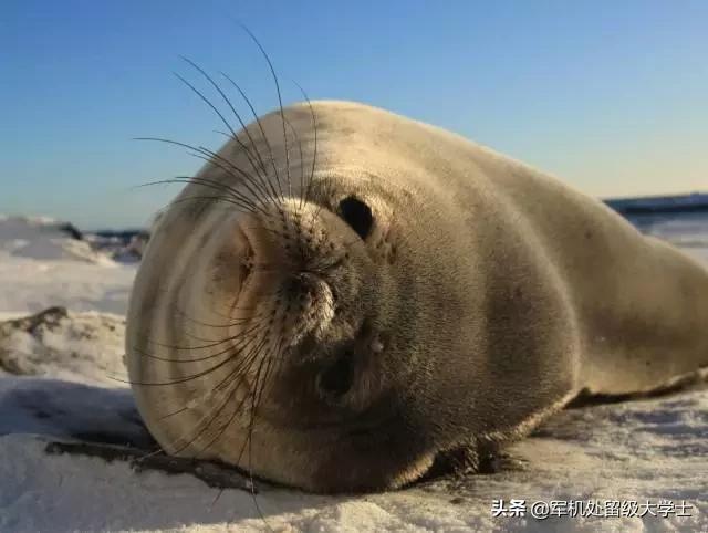 澳洲野犬 百科:海豹的进化趋势是不是像鲸鱼那样？ 澳洲野犬与中华田园犬