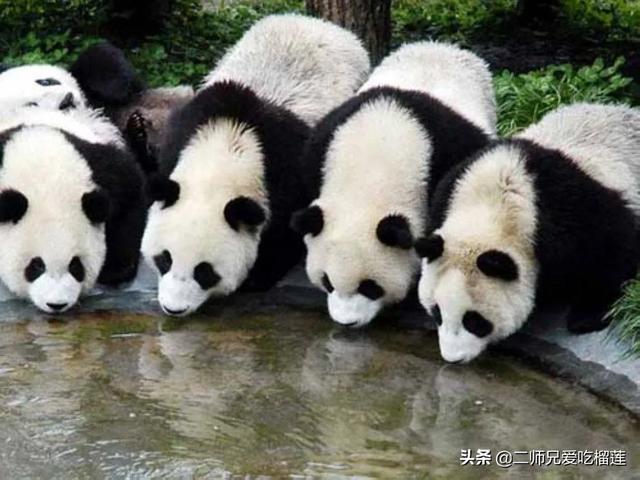 熊猫狗习性:大熊猫的战斗力怎么样？可以在藏獒的手下坚持多久？为什么？