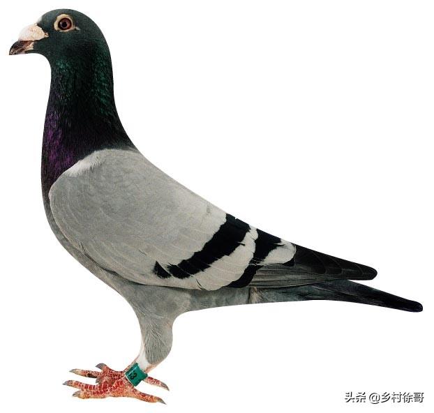 信鸽疫苗什么时候打最好:公棚信鸽免疫接种有哪些较科学方法？