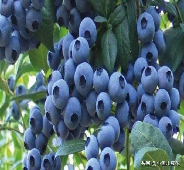 蓝莓,中北与早蓝哪个品种好？