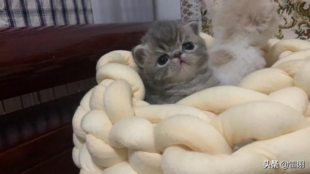 猫咪公猫好还是母猫好:英短适合养公的还是母的？