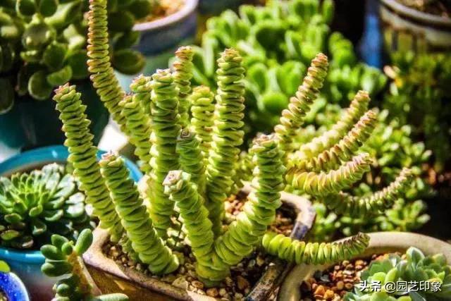 钱串子花图片:钱串子应该怎样养殖的呢有什么注意的地方吗