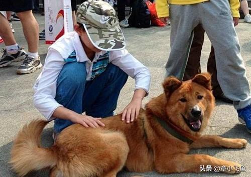 雪狼狗的特性:俗语：“家狗不咬新女婿，好狗不在家中死”，究竟是啥道理？