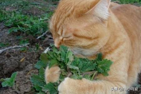 怀孕的猫薄荷对猫有什么作用:猫草和猫薄荷有什么区别？