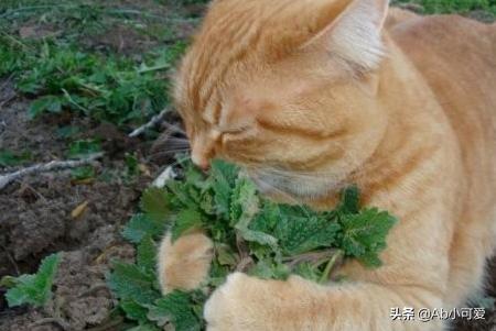 猫猫吃的猫薄荷是什么:猫薄荷对猫有没有吸引力？