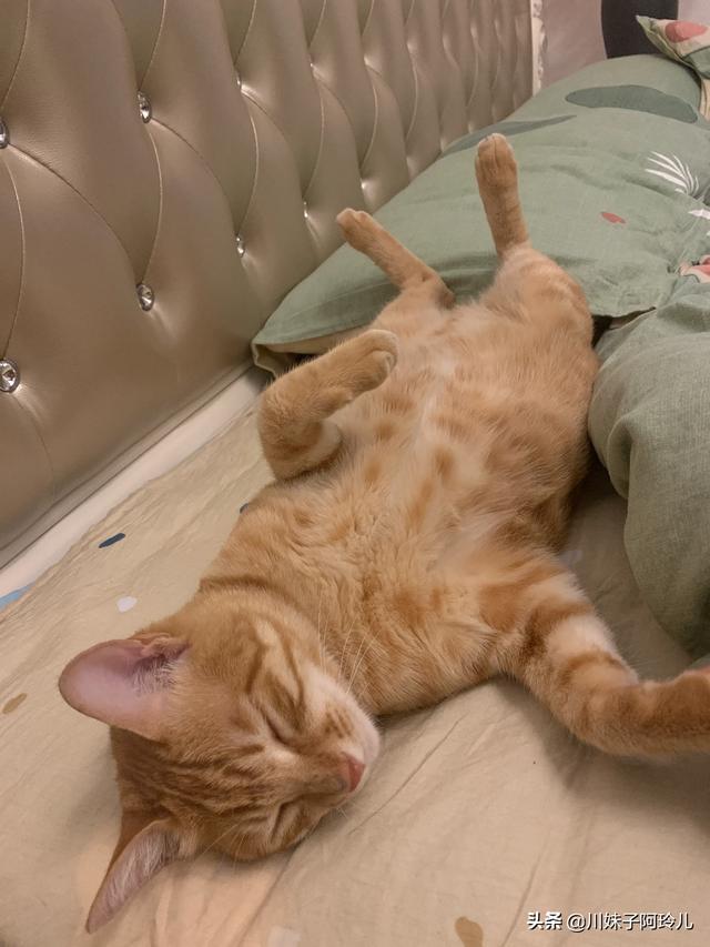 可爱的小猫咪教学反思:养猫后，你是越来越爱猫还是慢慢讨厌猫？ 大脾气的小猫咪小班教学反思