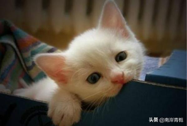 健康猫:猫吃什么能健康成长？猫咪补充营养怎么吃？