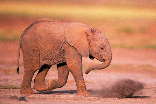 头条问答 - 蚂蚁和大象到底谁跑得更快一些?(12个回答)